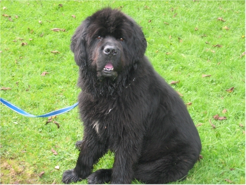 big black dog